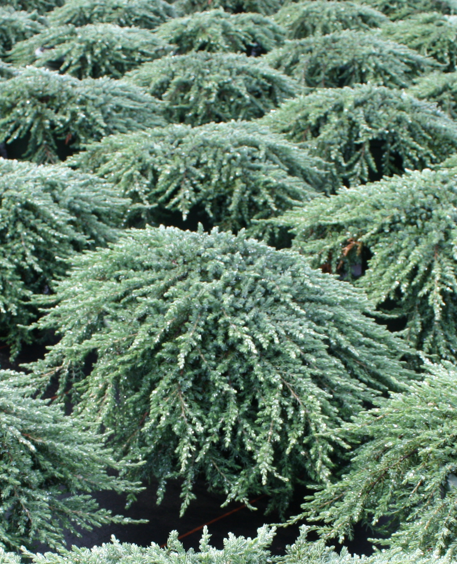 Можжевельник обыкновенный `Гринмантл`, Juniperus communis `Greenmantle ...